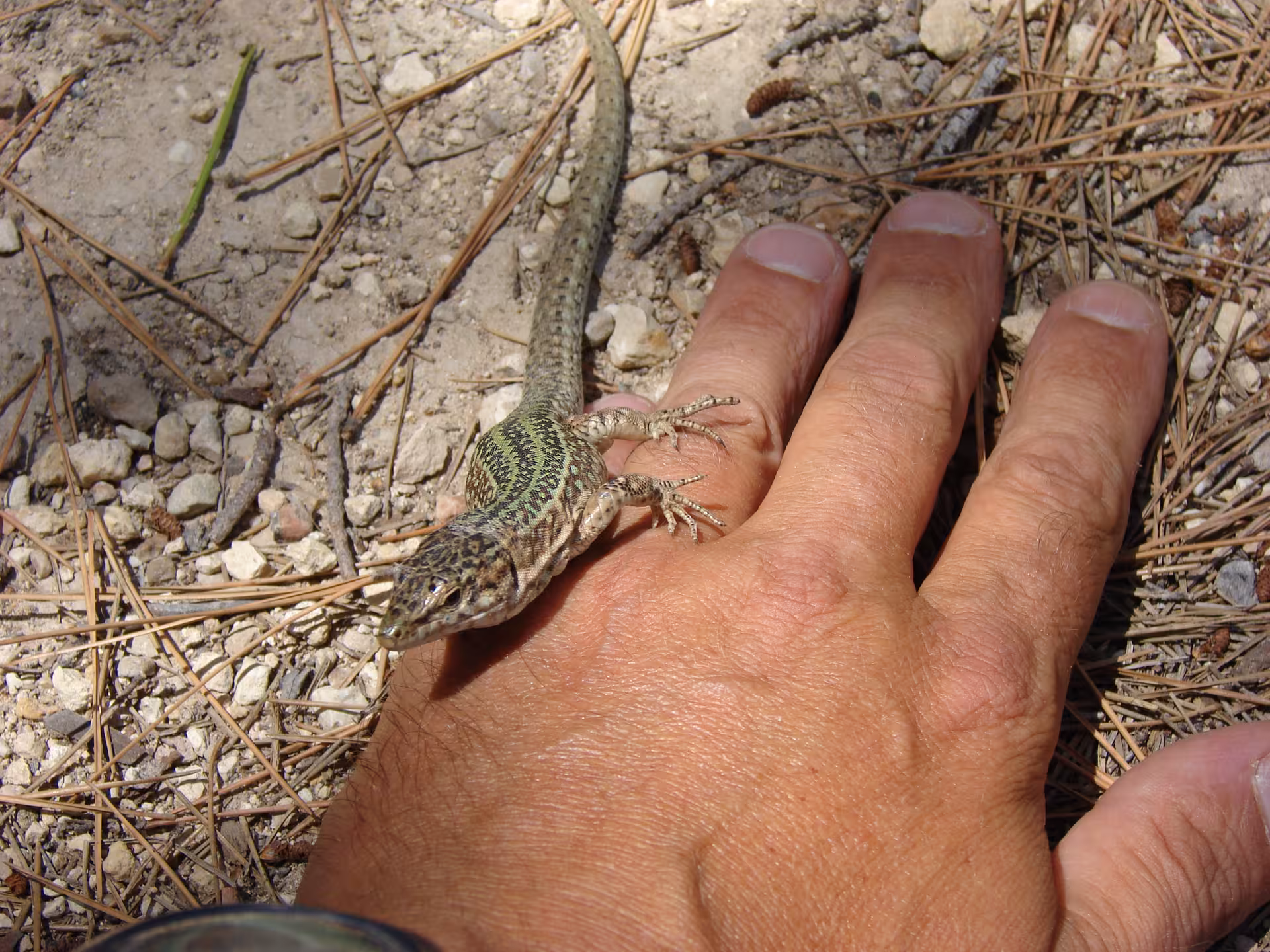 Close-up of a small lizard on a traveler’s hand during an Ibiza Jeep Safari nature stop in pine forest