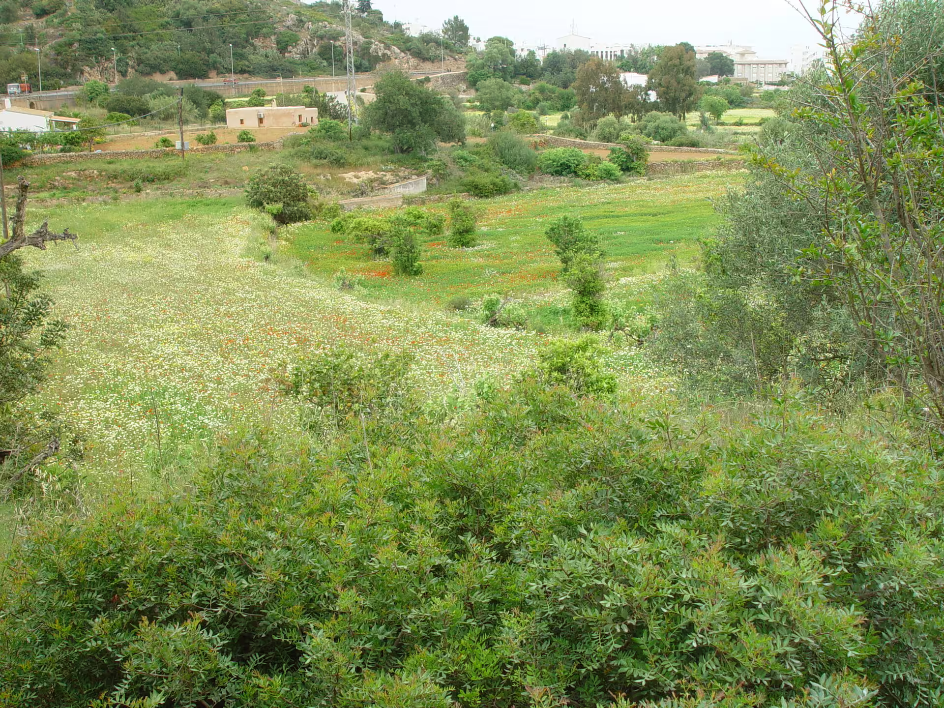 Ibiza rural landscape of meadows and stone walls near farms, captured during bus island tour with official guide
