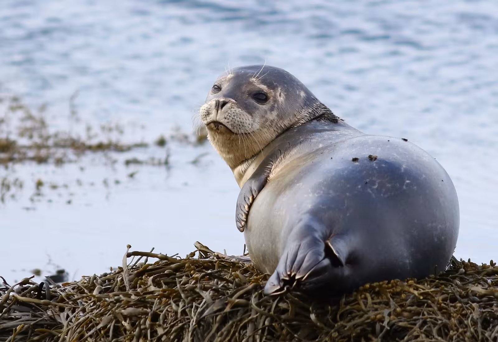 Harbor seal lounging on seaweed-covered rocks by Iceland's serene coastal waters.