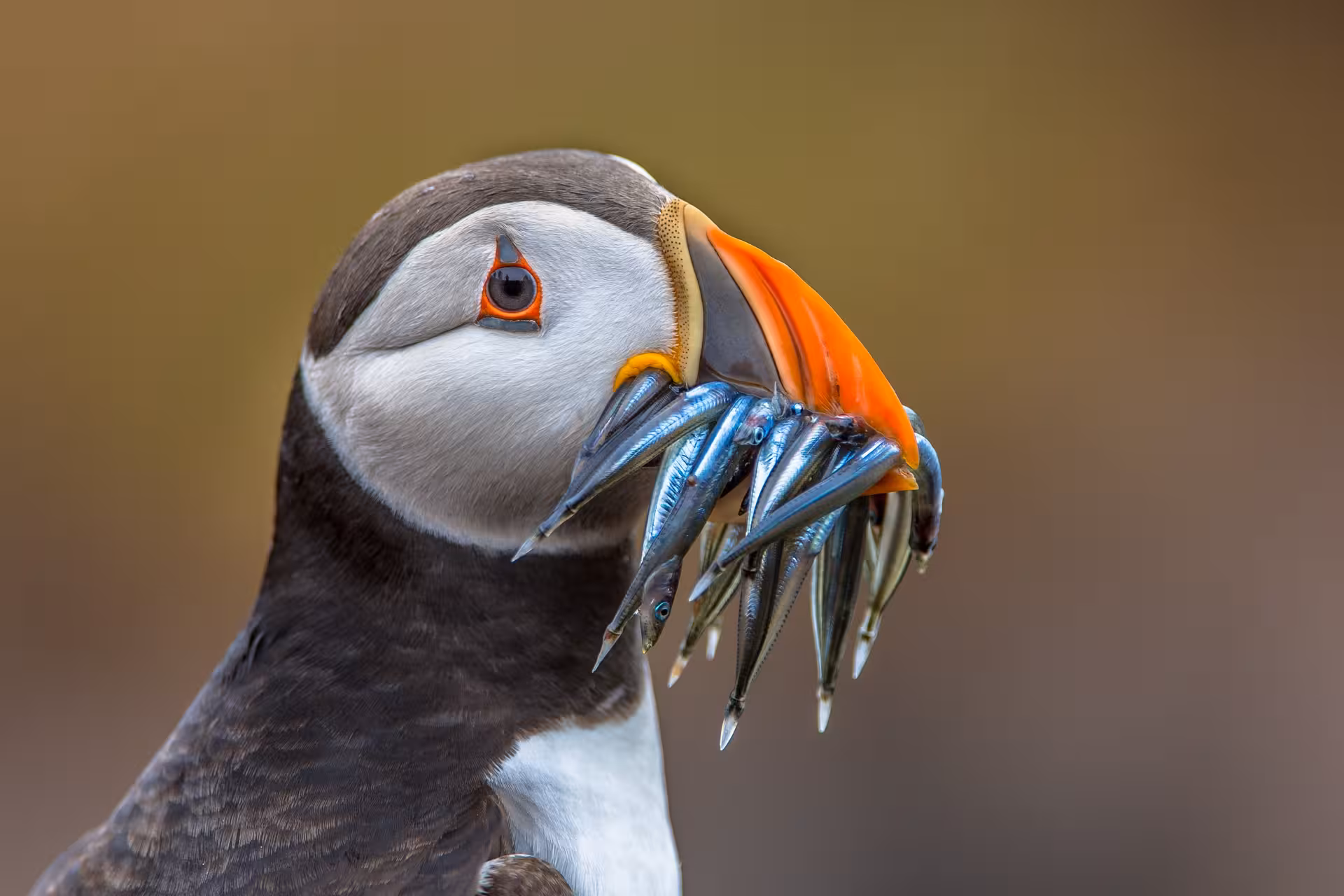 Close-up of an Atlantic puffin with fish in its beak, captured on an Iceland Express Circle self-drive tour.