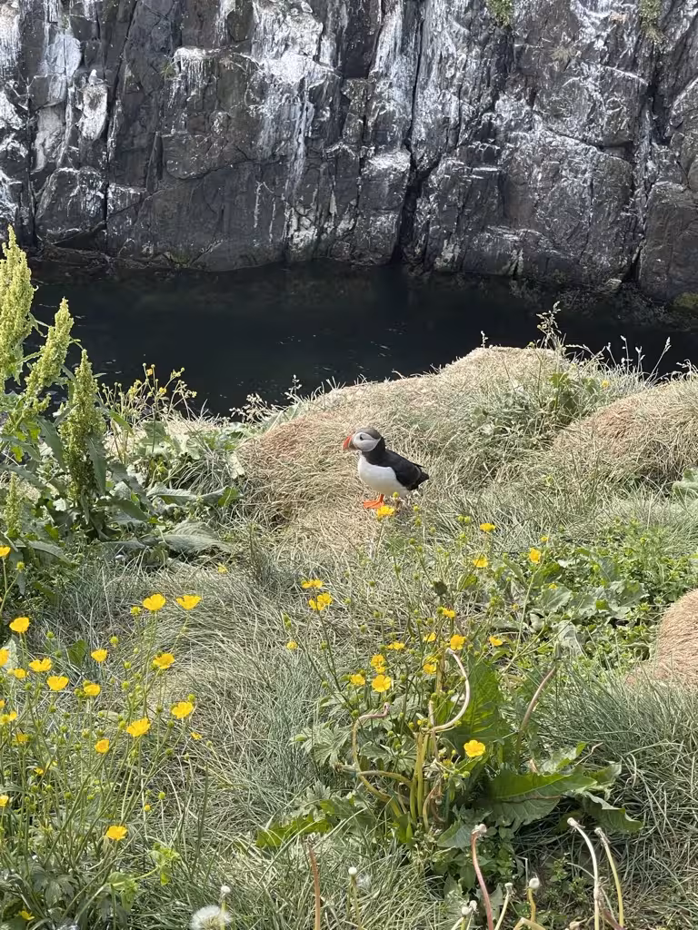 A lone puffin amidst wildflowers on a cliff with rugged rocks in Iceland, part of a women-only summer tour.