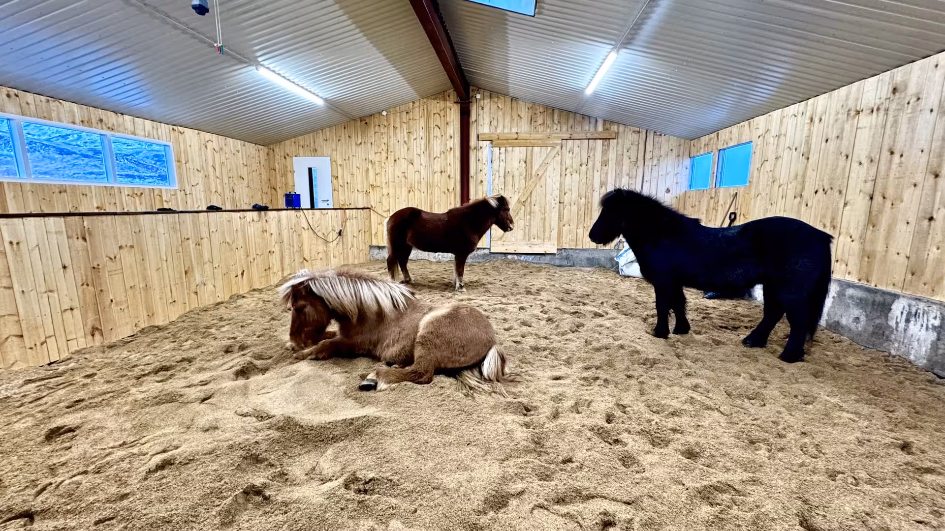 Friendly Icelandic horses resting in an indoor riding arena before a 1-hour private horseback riding tour