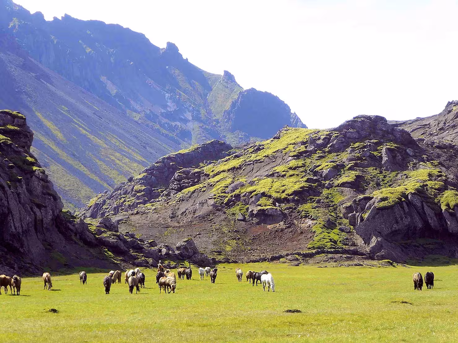 Herd of Icelandic horses grazing in Marardalur Valley of Horses with moss-covered volcanic mountains in Iceland
