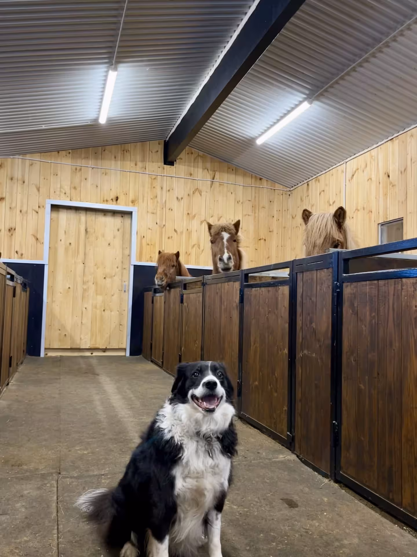 Stable interior with Icelandic horses in stalls and a friendly farm dog, meeting point for private riding tour