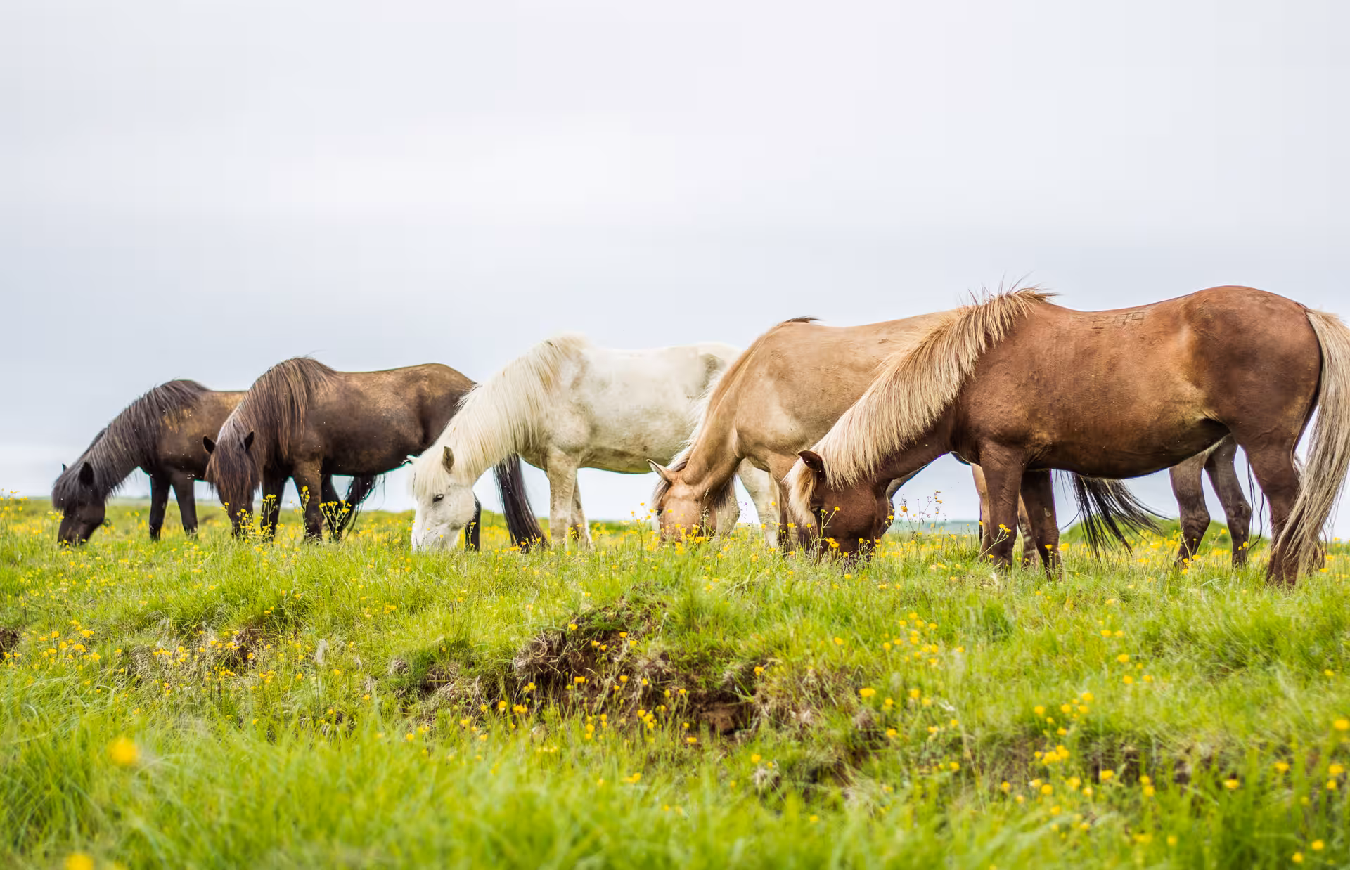 Icelandic horses grazing in a wildflower meadow on 02E The Elfin Tour, summer riding in Iceland