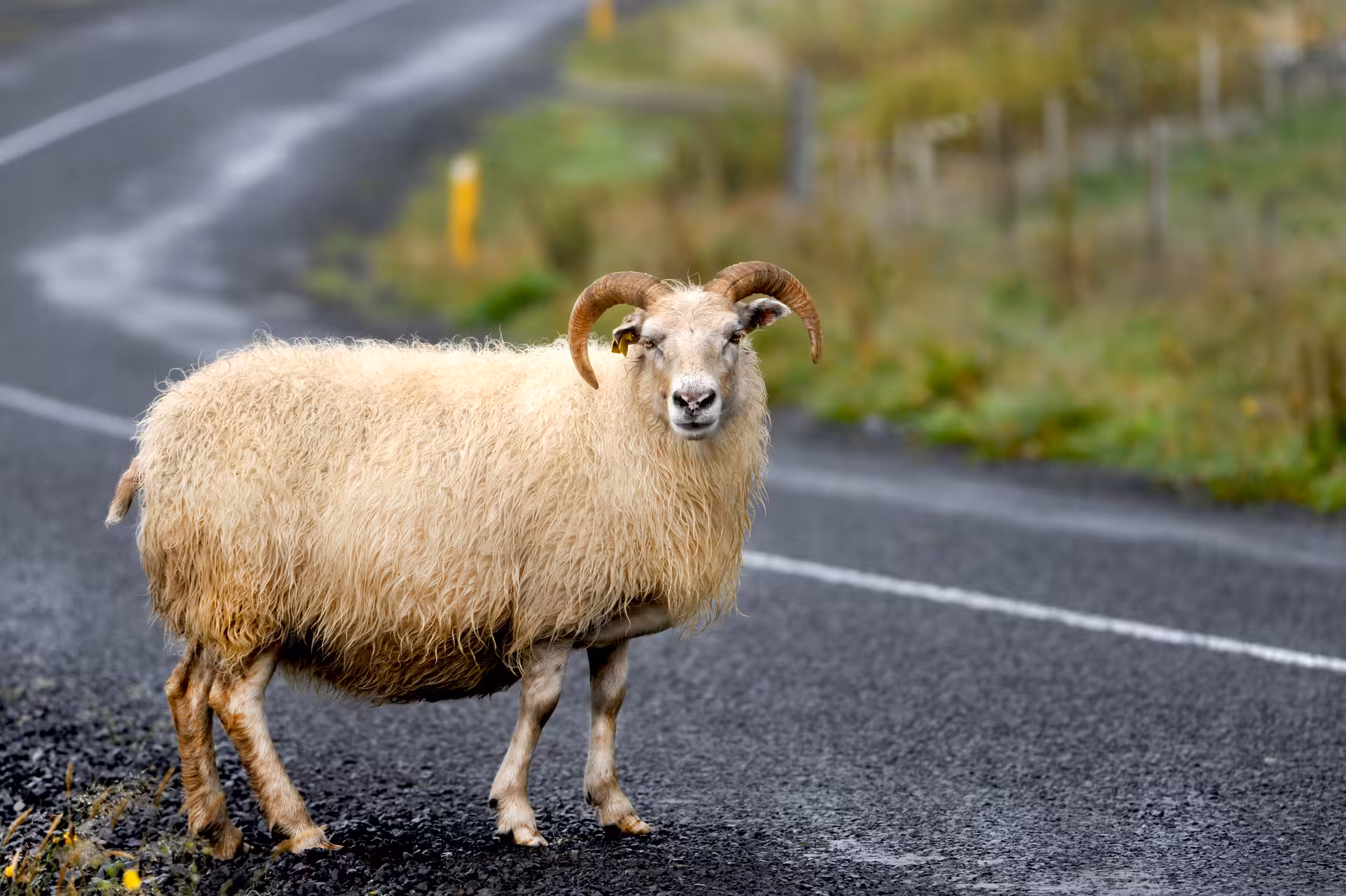 Icelandic sheep standing on a scenic road, highlighting the natural beauty encountered on the Golden Circle tour.