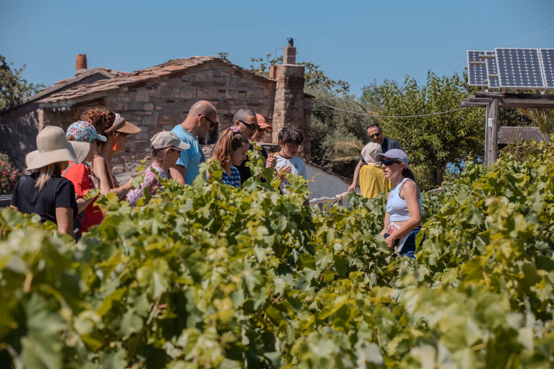 Small group exploring a lush family vineyard on Ikaria during a guided winery visit on the Ikaria Longevity tour