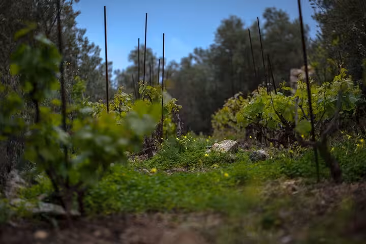 Lush green vineyard rows on Ikaria island, Greece, showcasing organic vines and countryside scenery on a winery day tour