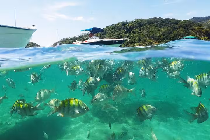 Vibrant fish swimming in crystal-clear waters near a boat on Ilha Grande, perfect for snorkeling and marine exploration.