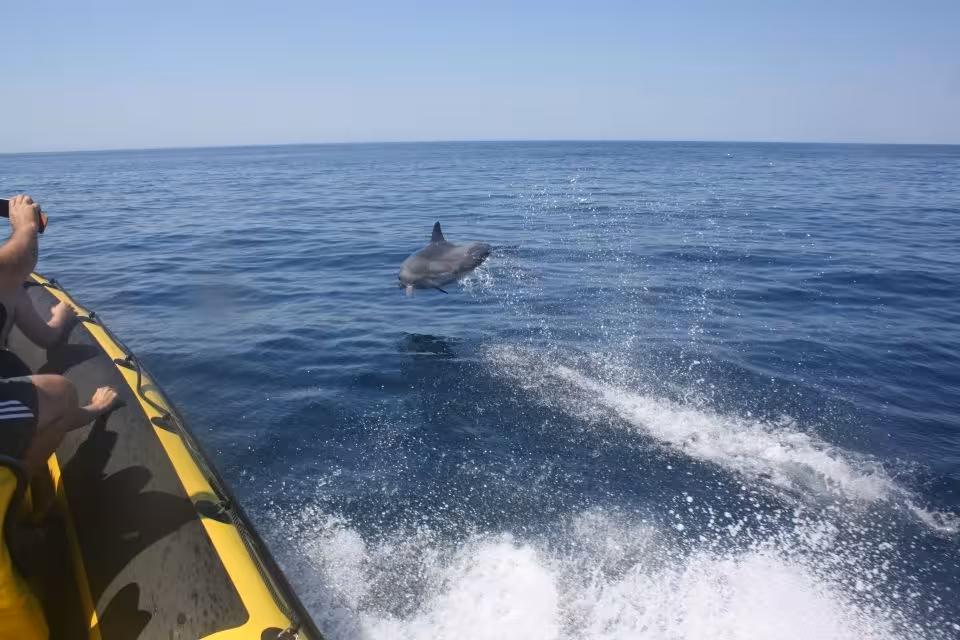 Tourists on a yellow boat capturing a dolphin leaping through the waves on the Insonia Caves & Dolphin Watching tour.