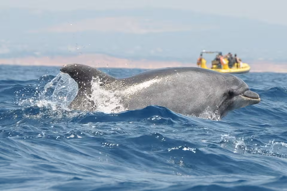 A dolphin leaps beside a tour boat in crystal blue waters during the Insonia dolphin watching adventure.