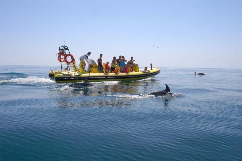 Tourists enjoy a thrilling dolphin watching experience from a yellow boat in calm, clear waters during Insonia tour.