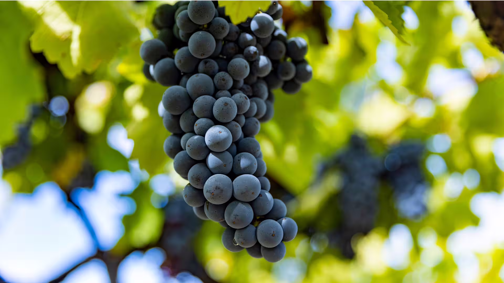 Close-up of ripe dark red grapes hanging on a sunny Irpinia vineyard, ideal for wine tasting tours in southern Italy