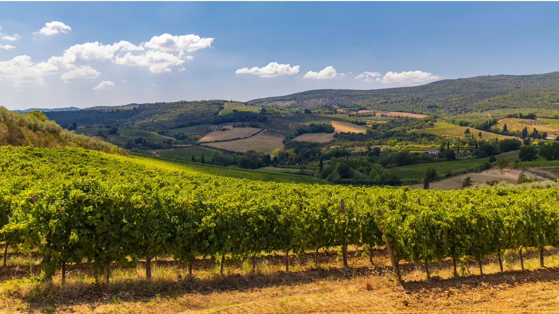 Scenic Irpinia vineyard hills under blue skies, showcasing lush green vines and rolling countryside ideal for wine tours