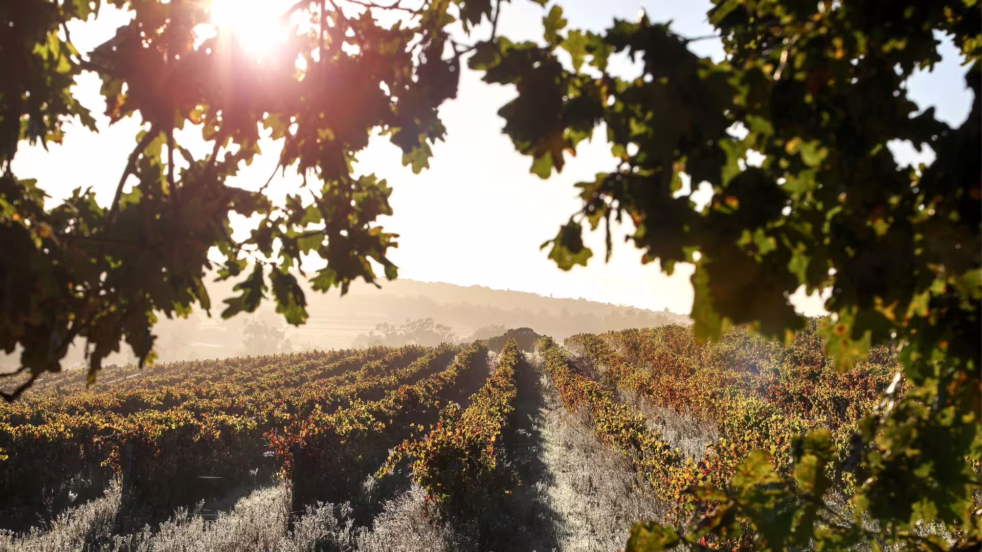 Sunlit rows of vines in the rolling Irpinia countryside, captured during a scenic guided wine tasting vineyard tour