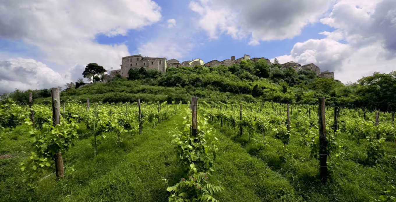 Sunny Irpinia vineyard with neat vine rows leading up to a medieval hilltop village and castle in southern Italy