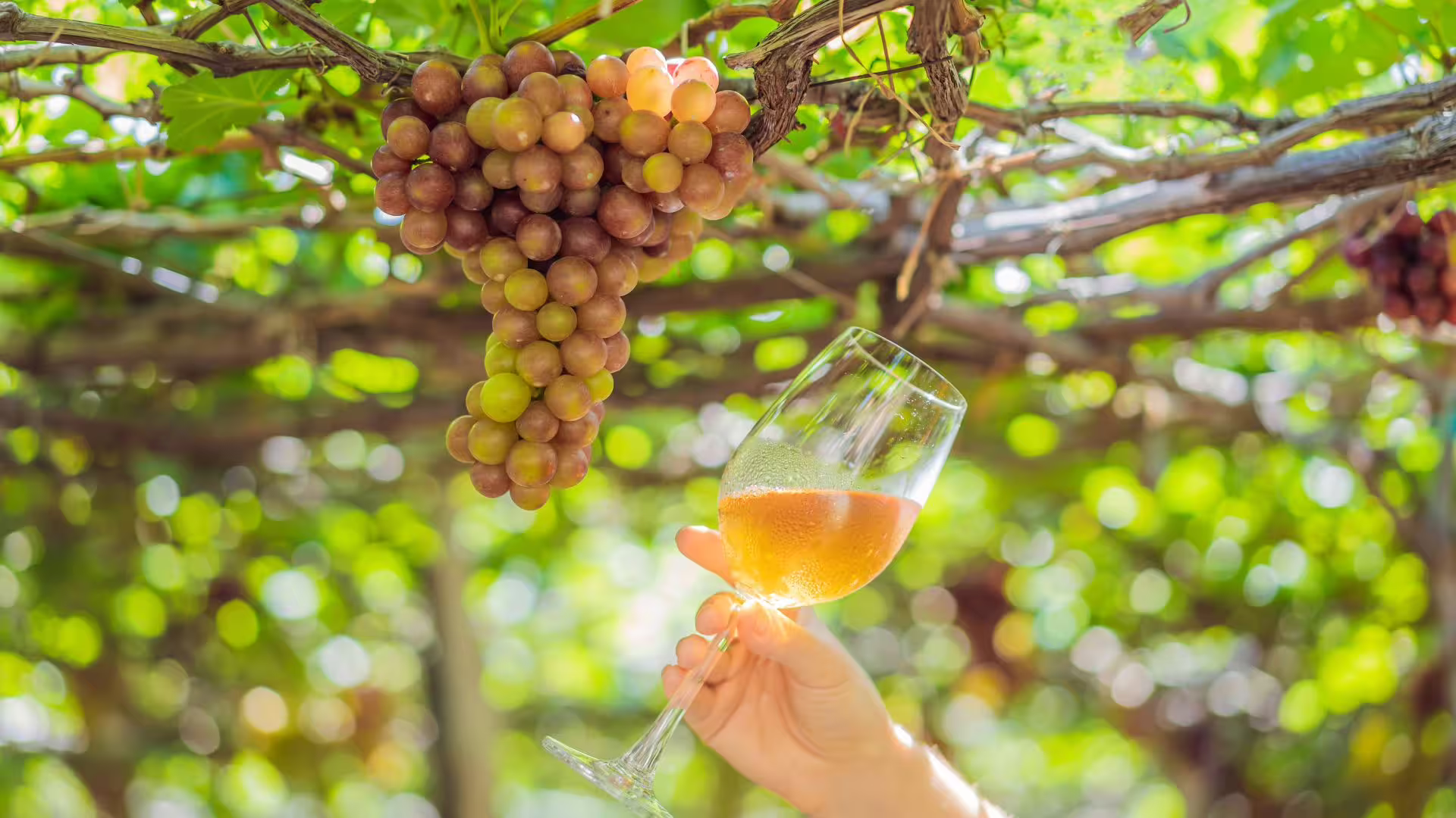 Hand holding a glass of chilled Irpinia white wine beneath ripe grape clusters in a sun-dappled vineyard