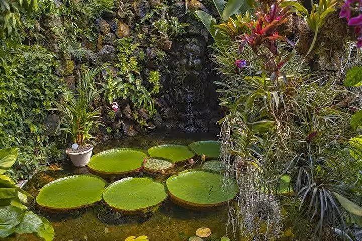 Lush green tropical garden with lily pads and cascading waterfall in Ischia during boat tour from Sorrento.