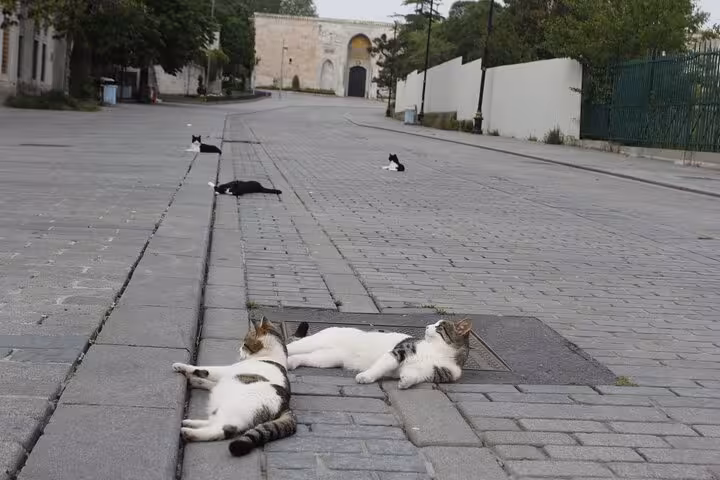 Street cats resting on cobblestone road near Sultanahmet sights on Istanbul Old City full-day tour with lunch
