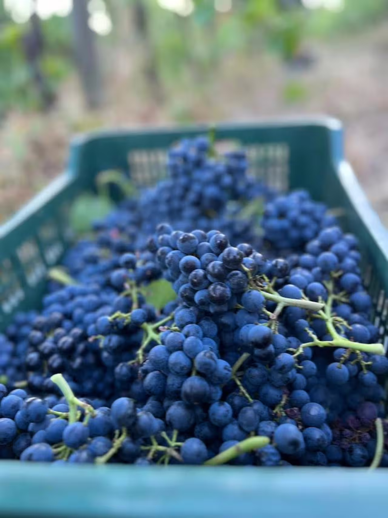 Freshly harvested blue grapes in a crate at Tenuta La Viola vineyard tour in Italy.