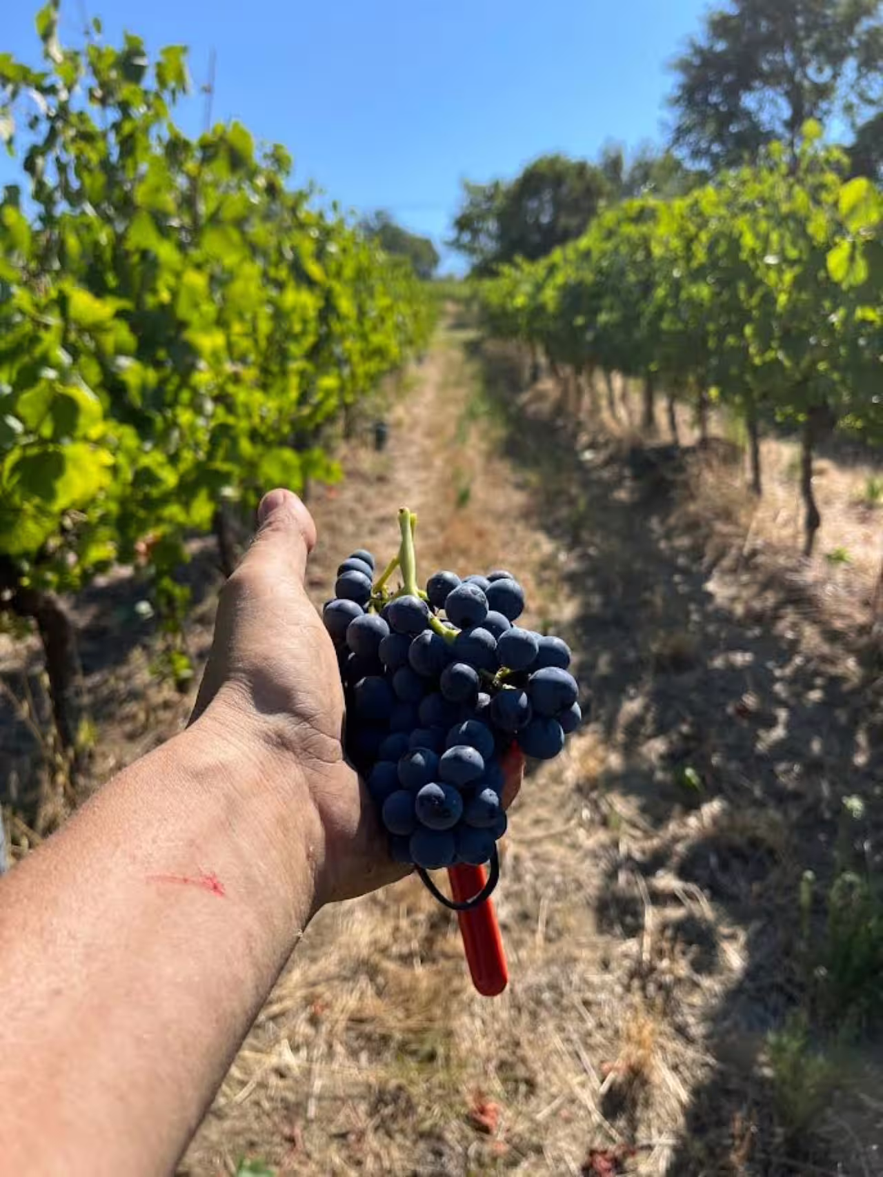 Hand holding ripe grapes in Tenuta La Viola vineyard, Emilia-Romagna wine tour with 3-glass tasting