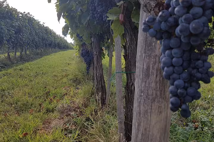 Vineyard rows with ripe grapes in Tuscany, wine experience on 10-day private Italy tour Rome to Venice