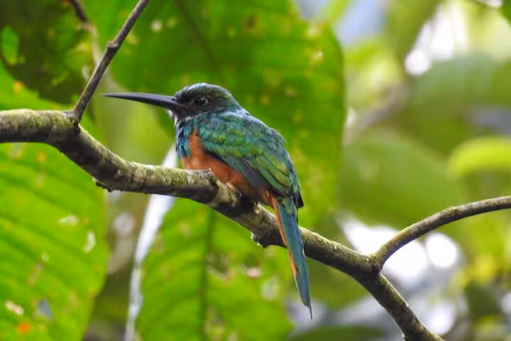 Vibrant jacamar perched on a branch in a tropical rainforest, ideal for bird watching tours.