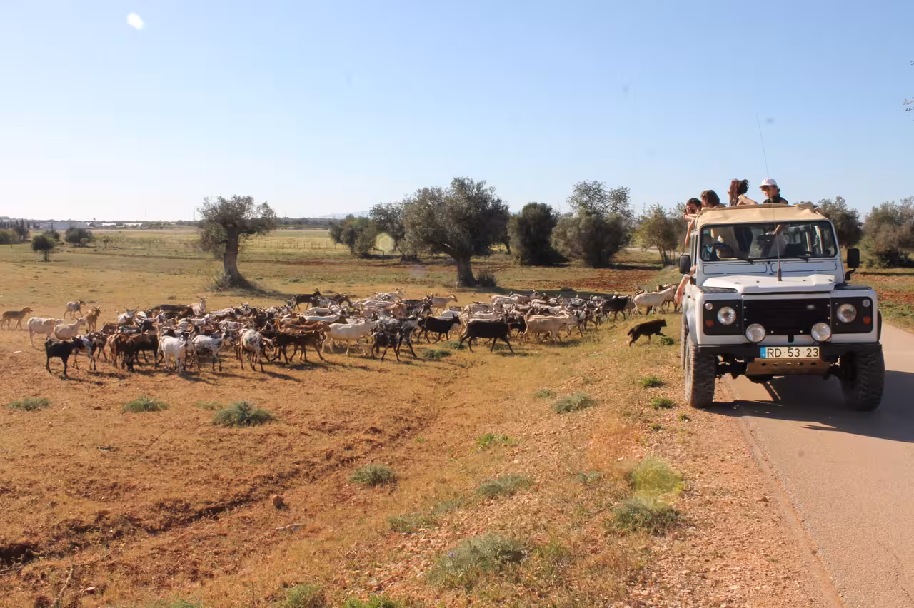 Open-top 4x4 jeep safari countryside tour alongside a herd of goats in rural fields with olive trees