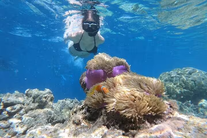 Snorkeler over vibrant coral reef in Dahab, Red Sea, on Jeep Safari Canyon Salama tour from Sharm