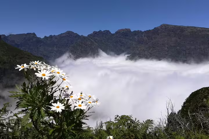 Breathtaking view of Câmara de Lobos with vibrant wildflowers and misty clouds over lush mountains on a Jeep tour.