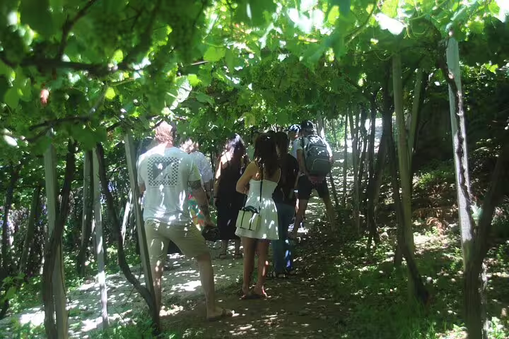 Group exploring lush vineyard on a half-day jeep wine tour, tasting adventure, and sea cliff trek under sunny skies.