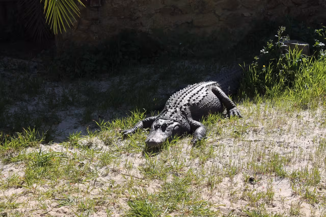 Alligator resting on sandy grass bank during Jeep Zoofari wildlife safari, Algarve 4x4 tour nature encounter