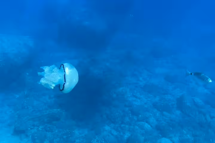 Underwater scene with a jellyfish and fish exploring the clear blue waters of Cinque Terre.