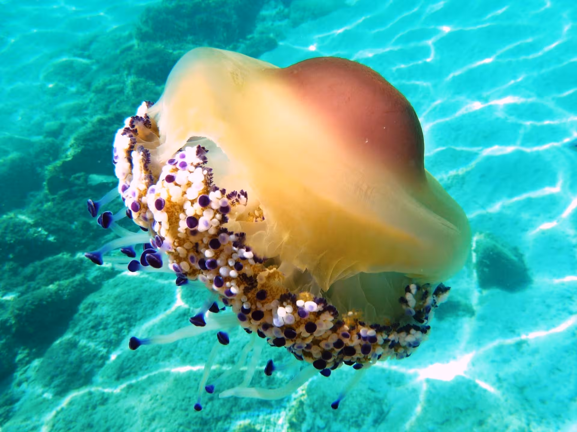 Close-up of a vibrant jellyfish in the clear waters of Tavolara, perfect for snorkeling on Olbia dinghy tours.