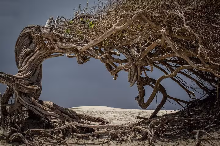 Wind-shaped coastal tree roots framing sand dunes on Jericoacoara East Coast tour in Ceará, Brazil