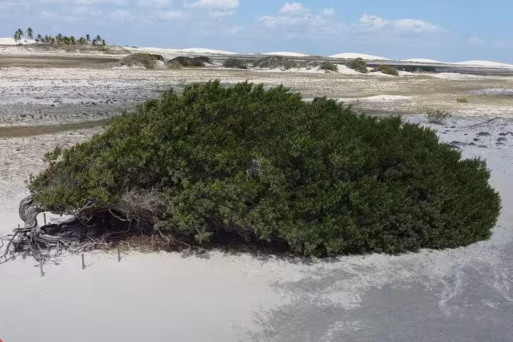 Coastal mangrove bush amid sandy flats and dunes on Jericoacoara East Coast Tour route, Ceará Brazil