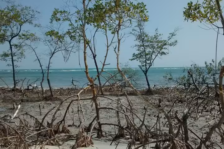 Mangrove shoreline and ocean view on Jericoacoara West Coast tour, scenic nature stop near Guriú Ceará