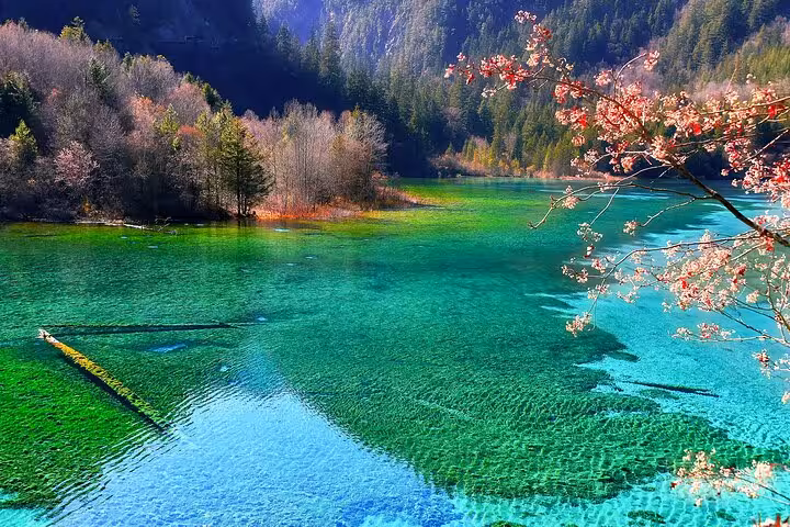 Scenic view of Jiuzhaigou's crystal-clear turquoise lake surrounded by lush forest, perfect for a high-speed rail tour.