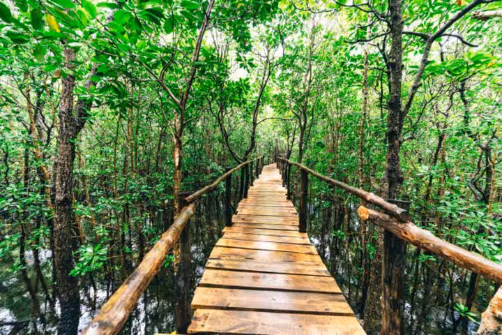 Scenic wooden walkway through lush mangrove forest in Jozani, perfect for nature exploration in Zanzibar.