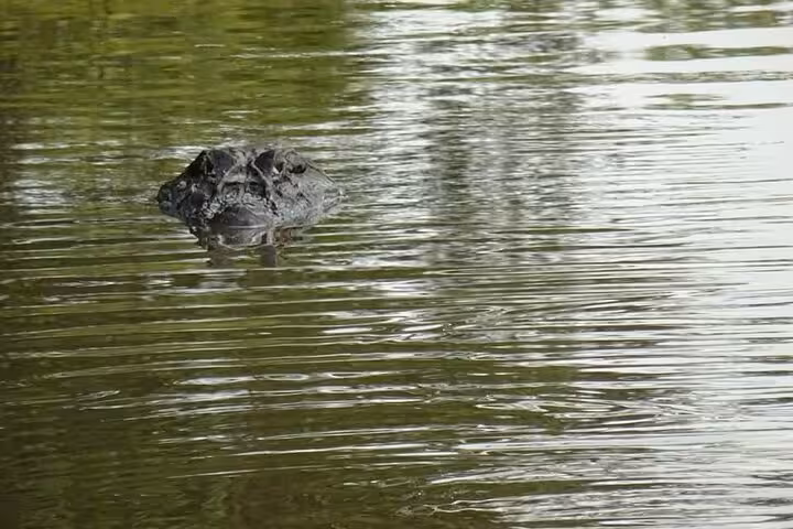 Wild caiman head surfacing on Juma Lake during a 2 days 1 night at Juma Lake Lodge Amazon wildlife tour