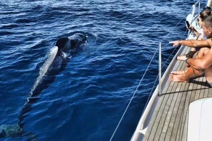 Tourists aboard Kailani Sailing Yacht observe a majestic whale surfacing in the deep blue ocean waters.