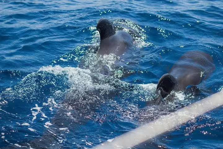 Two playful dolphins surfacing near Kailani Yacht on a vibrant blue ocean tour with marine wildlife encounters.