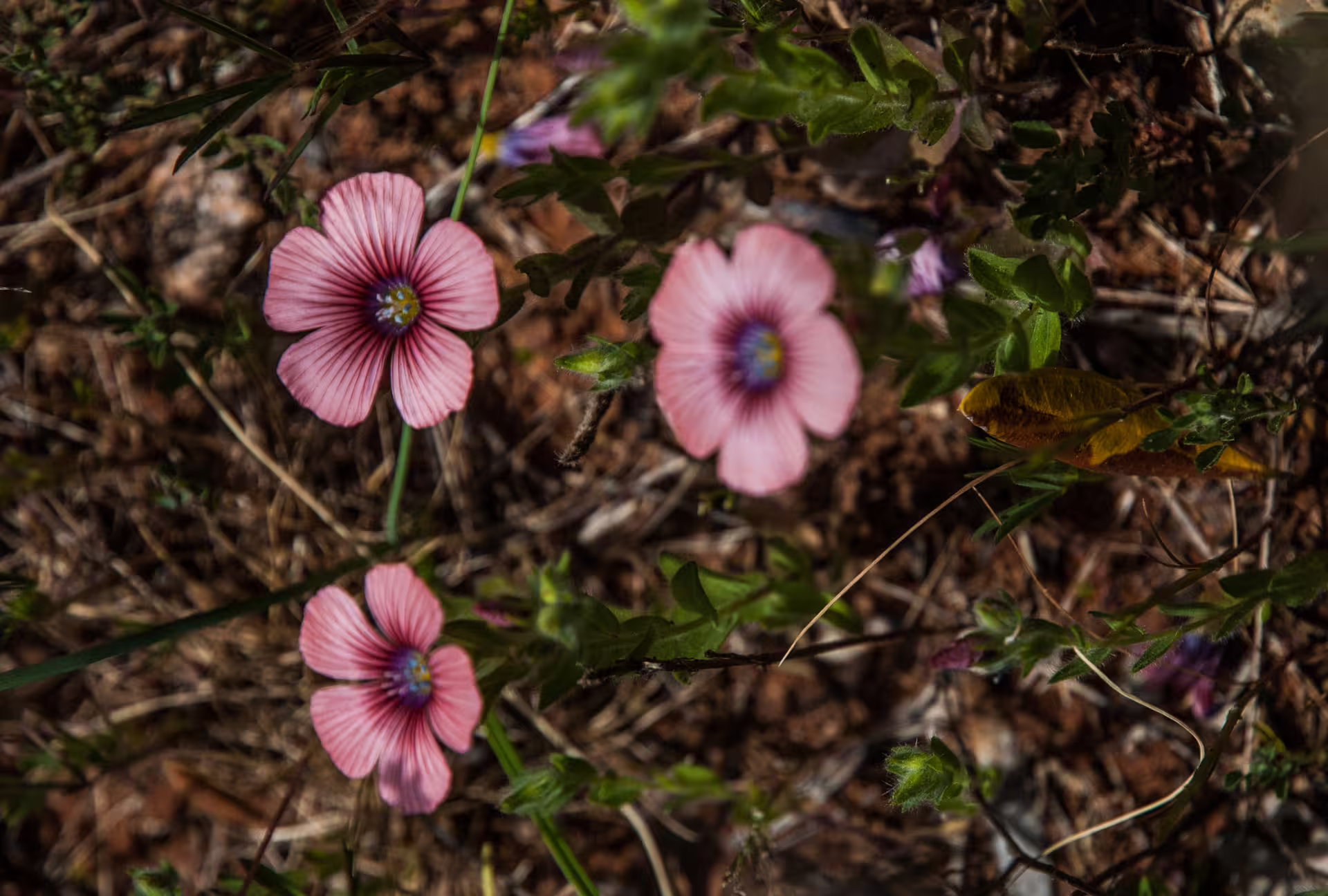 Close-up of pink wildflowers on the Kardamyli hiking trail in Mani, Greece, among herbs and dry soil