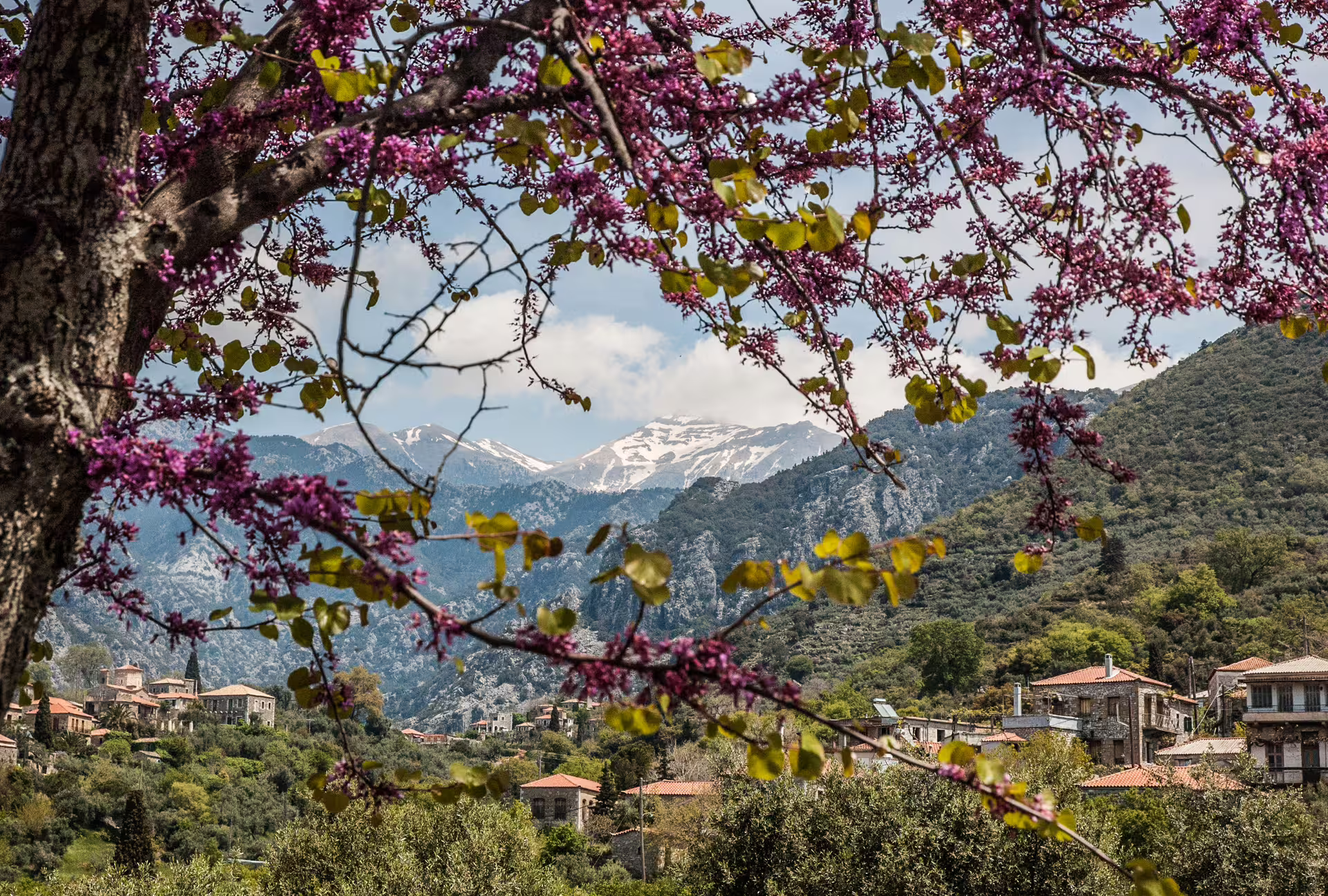 Spring blossoms frame Kardamyli village and Taygetos Mountains views, scenic Mani hiking tour in the Peloponnese