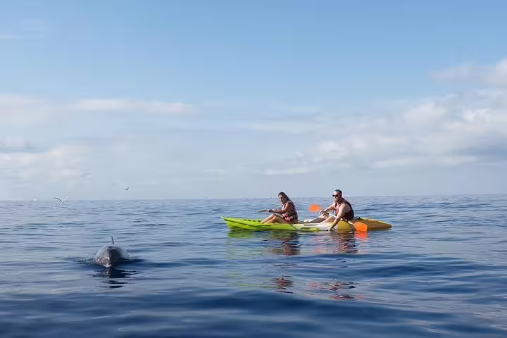 Two kayakers paddle near a dolphin in calm ocean waters under a clear blue sky, perfect for adventure tours.