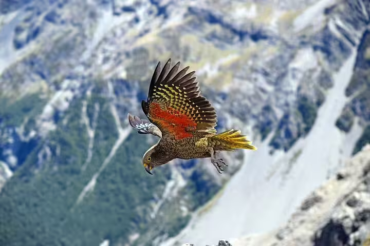 Kea bird soaring above rugged alpine landscapes at Arthur's Pass, highlighting wildlife encounters on a private day tour.