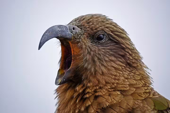 Close-up of a kea parrot with open beak in Arthur's Pass, highlighting the unique wildlife of this alpine region.