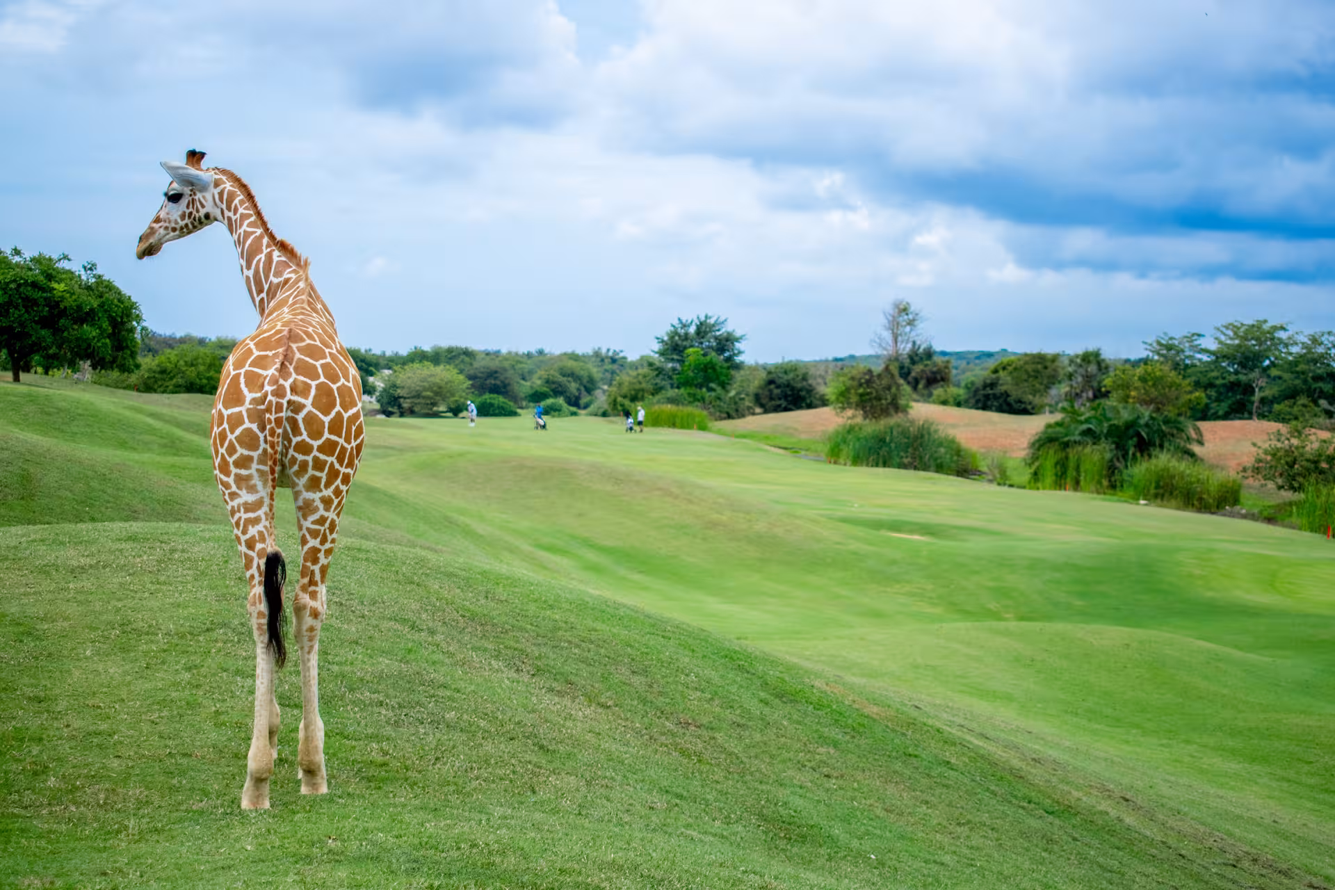 Giraffe observing golfers from a lush green hill on a scenic Kenya coast golf course.