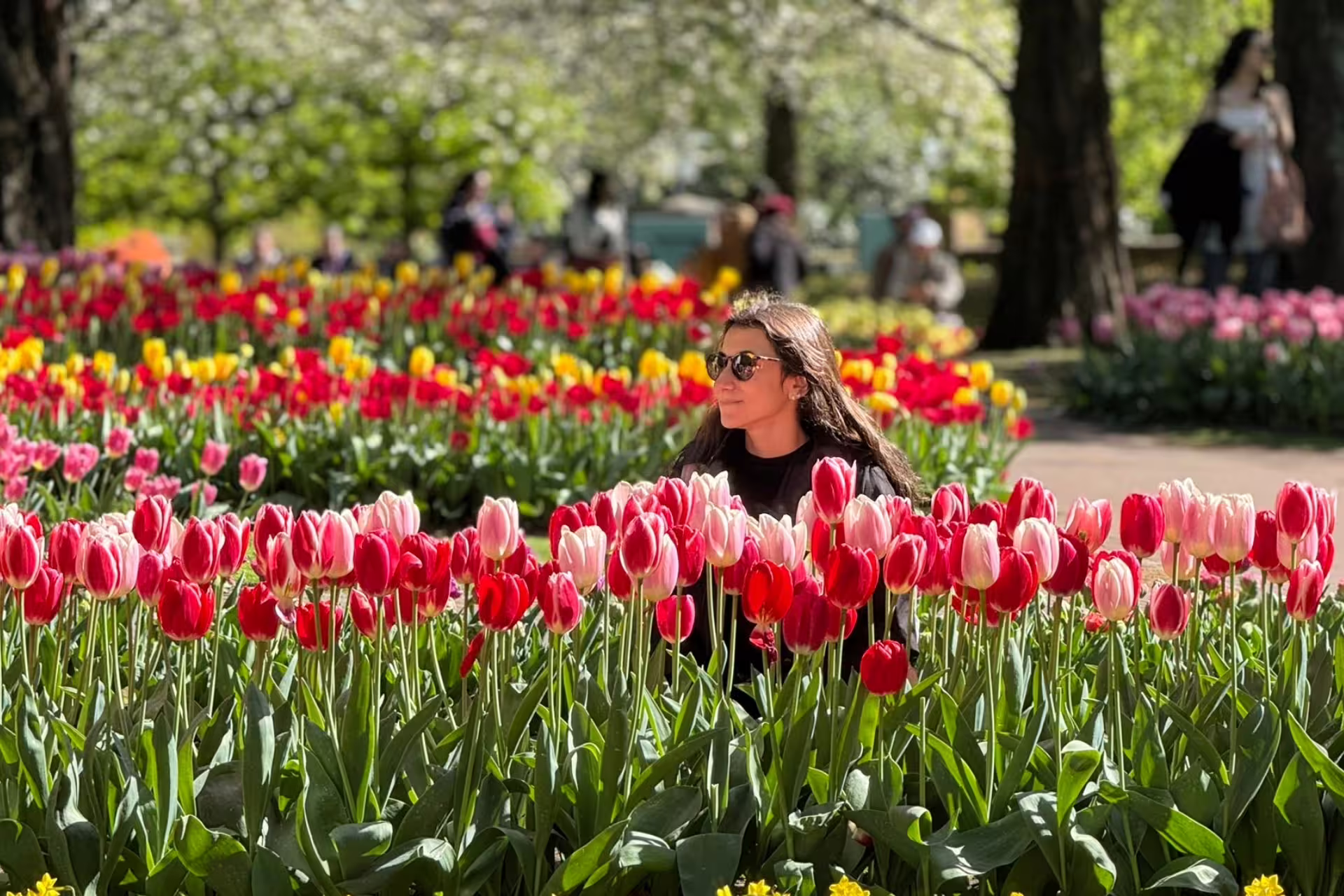 Visitor among red and pink tulips at Keukenhof Gardens near Amsterdam on a spring day tour