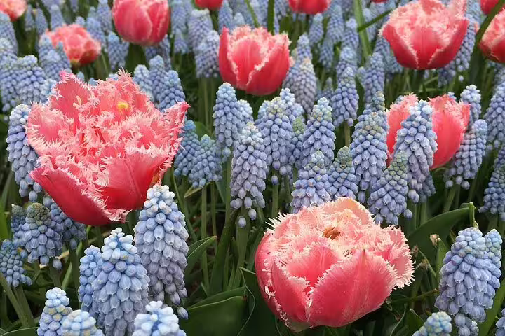 Close-up of frilled pink tulips and blue grape hyacinths at Keukenhof on a half-day trip from Amsterdam